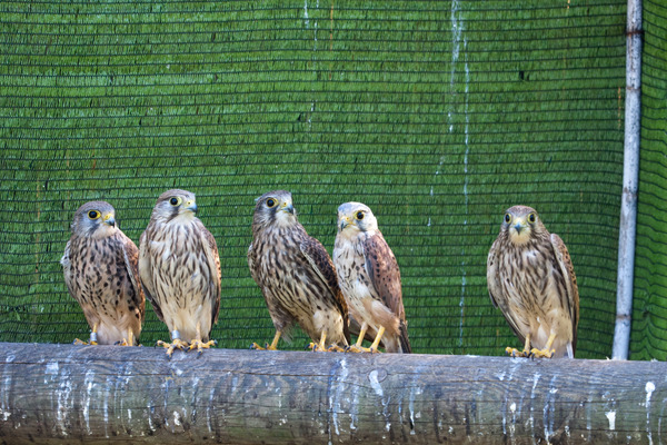 Changes in societal attitudes towards wildlife in Spain