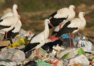 Dos de cada tres cig&uuml;e&ntilde;as blancas son v&iacute;ctima de la contaminaci&oacute;n por macropl&aacute;sticos