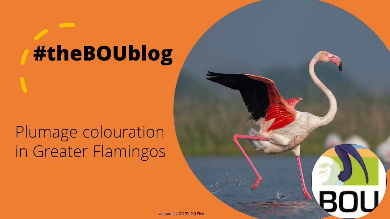 Sex-condition interaction affects Greater Flamingo colouration