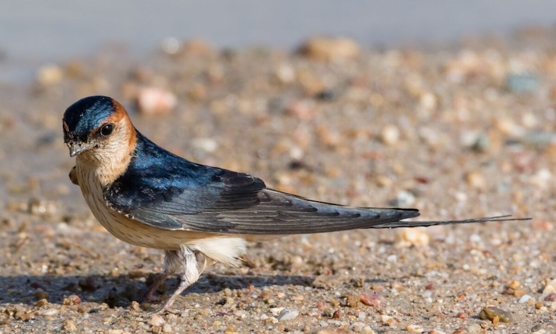 Iberia receives expat African birds