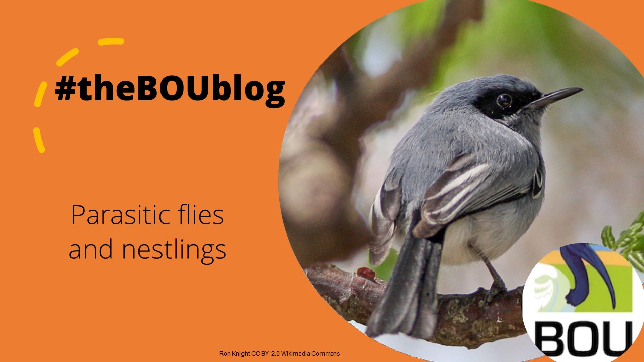Impacts of parasitic flies on nestlings