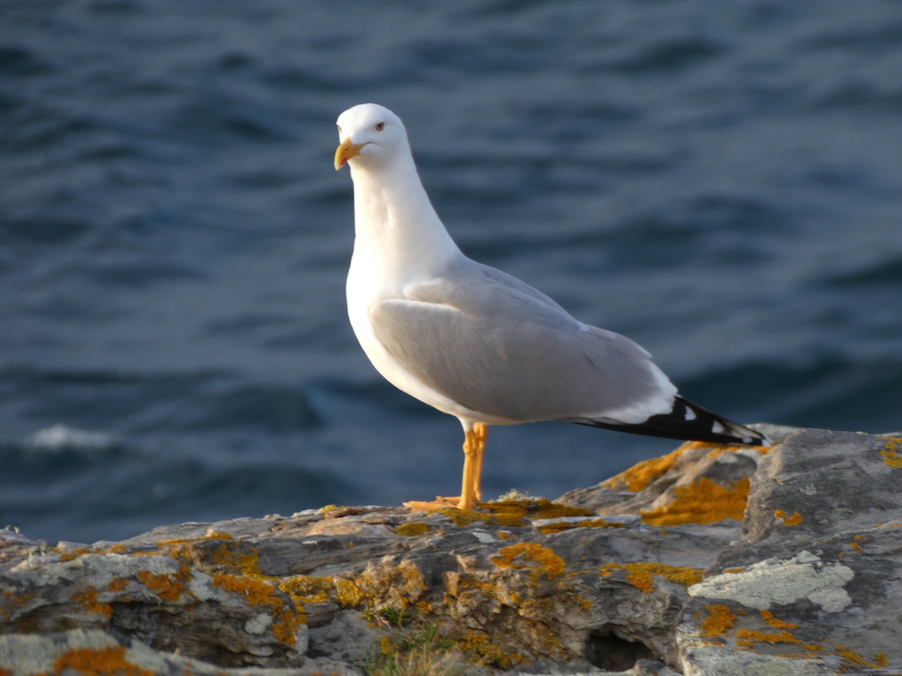 Las gaviotas patiamarillas mediterr&aacute;neas son m&aacute;s grandes que las cant&aacute;brico-atl&aacute;nticas