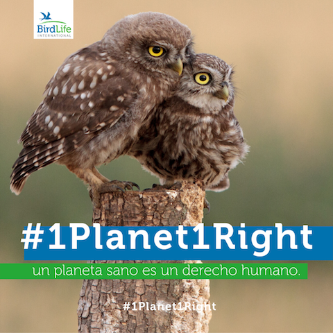 BirdLife International pide a la ONU incluir el derecho humano a un &ldquo;medio ambiente sano&rdquo;