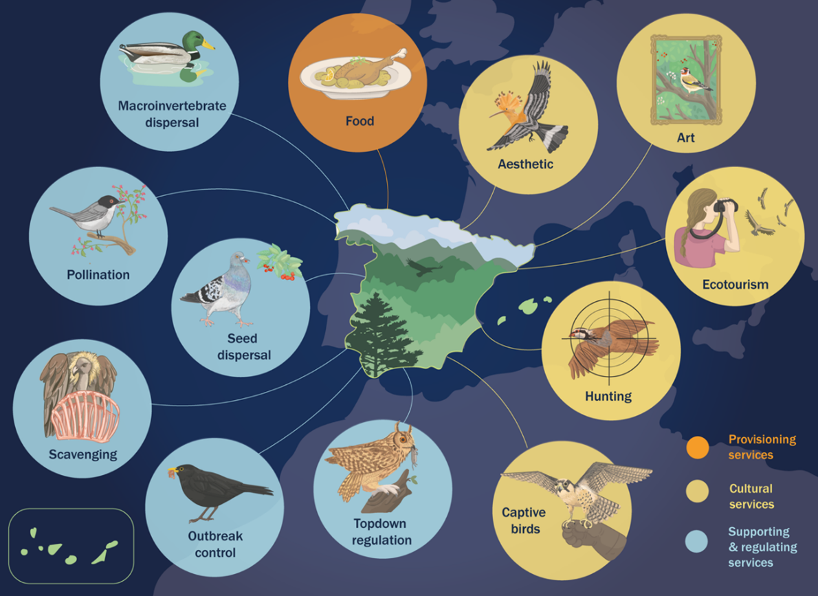 Un estudio cuantifica por primera vez los beneficios que las aves de Espa&ntilde;a aportan a las personas
