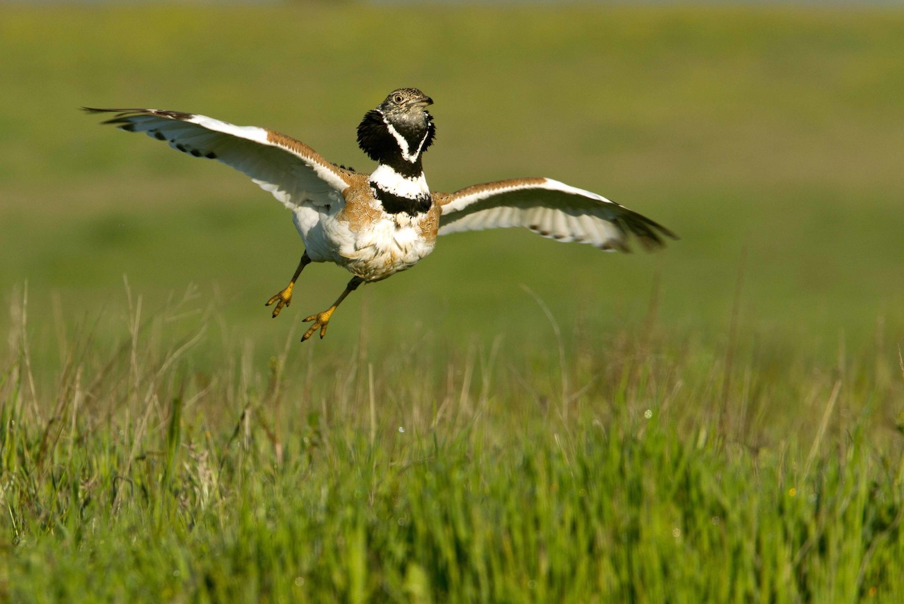 La efectividad de las medidas de la PAC espa&ntilde;ola para mejorar la situaci&oacute;n de las aves agrarias ser&iacute;a menor del 50%